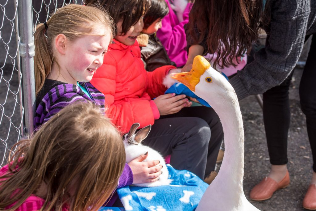 Cassandra Farley, 10, visiting from Squamish, was petting a bunny in the petting farm when a make goose came up to her to give her a gander. (Richard McGuire photo)