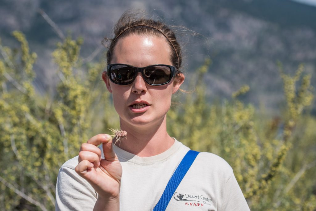 Valerie Blow, restoration co-ordinator at the Osoyoos Desert Centre, talks about prickly pear cactus, which grows next to the boardwalk. The spines often attach themselves to people's feet and legs and if they penetrate the skin, the moisture causes the spines to swell and makes them harder to remove, she said. (Richard McGuire photo)