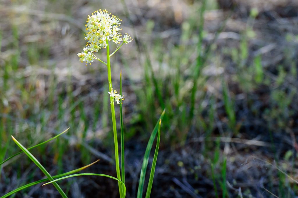 This innocent-looking white and yellow flower, the death camas, growing at the Osoyoos Desert Centre is highly toxic. Eating enough of it can be fatal to humans and livestock and even handling it and then putting your hands in your mouth can make you sick. (Richard McGuire photo)