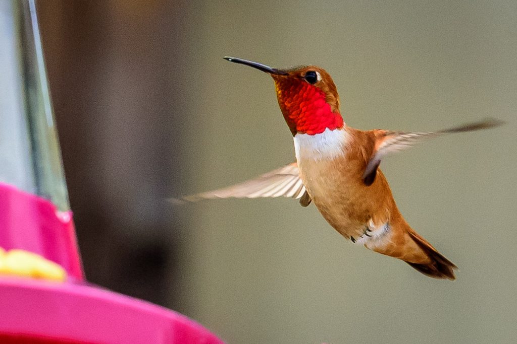 A male rufous hummingbird hovers beside a feeder at the Osoyoos Desert Centre. There were many of these tiny birds around as the centre officially opened for the season on Saturday. They can beat their wings up to 80 times a second, hovering in mid air or even flying backwards. (Richard McGuire photo)