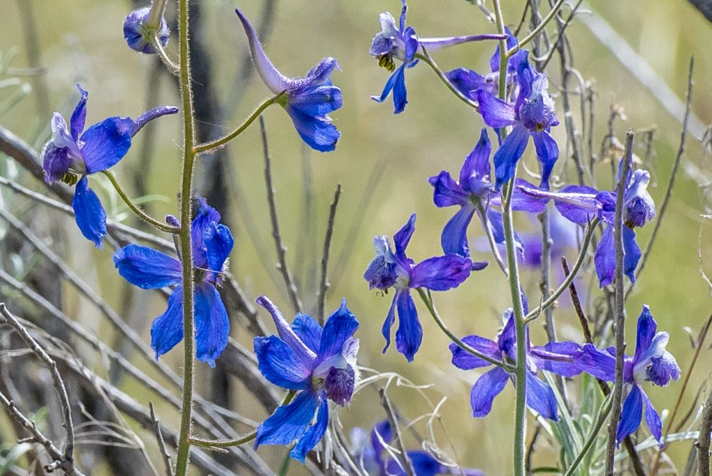 Indigo-coloured larkspur (delphinium) is in bloom along the boardwalk at the Osoyoos Desert Centre. (Richard McGuire photo)