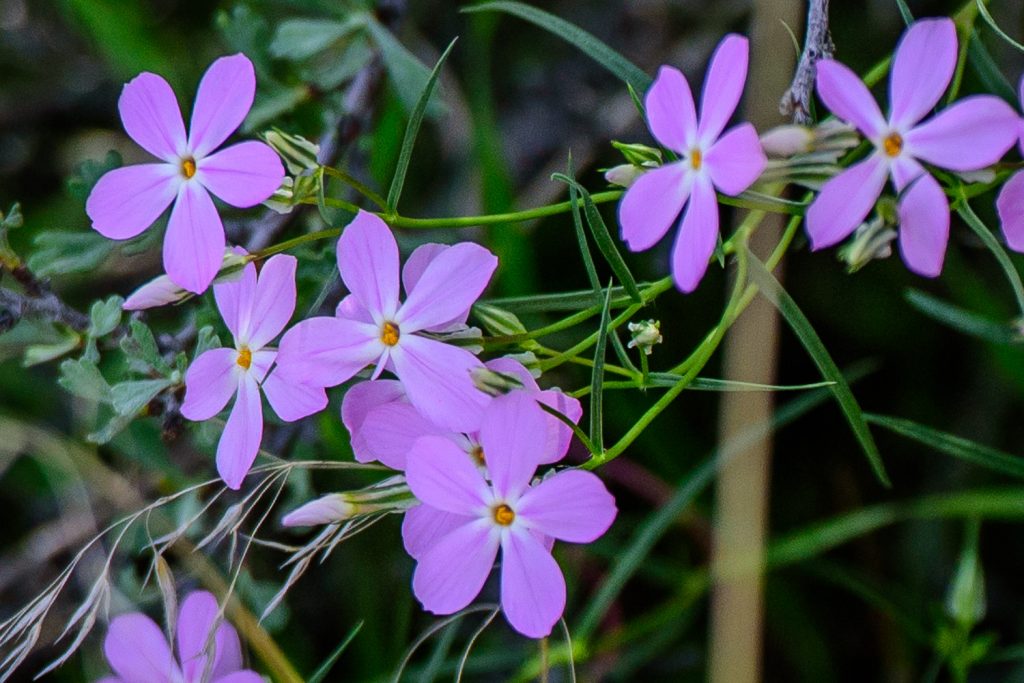 The pink and purple phlox plants are now in bloom at the Osoyoos Desert Centre. Several varieties of phlox can be seen at the centre. (Richard McGuire photo)