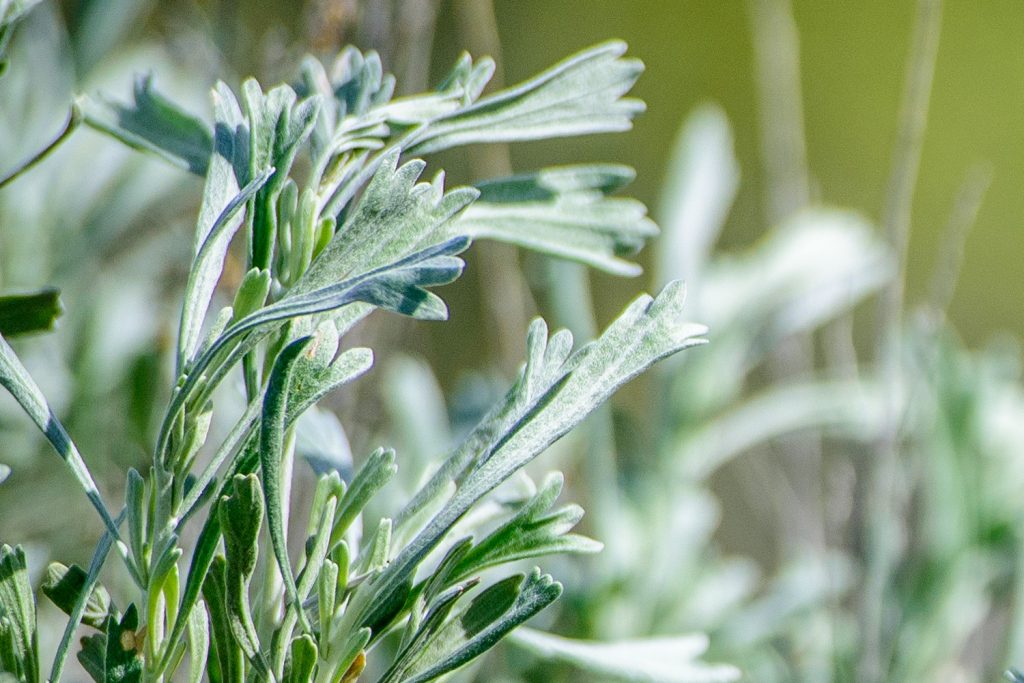 Several varieties of sagebrush grow at the Osoyoos Desert Centre. (Richard McGuire photo)