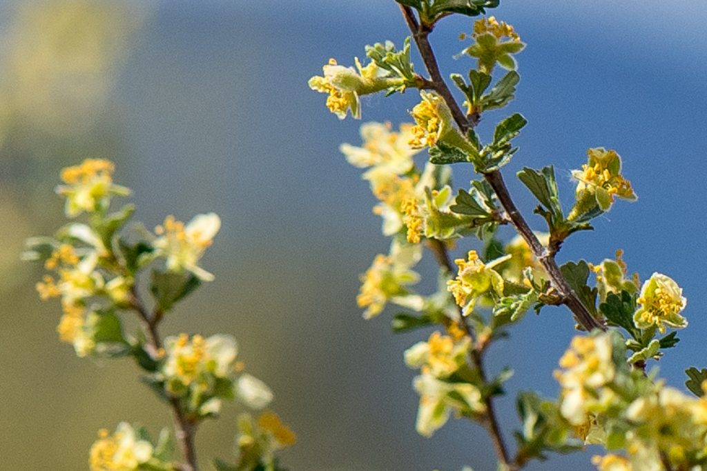 The antelope brush is in bloom at the Osoyoos Desert Centre. It is covered in small yellow flowers. (Richard McGuire photo)