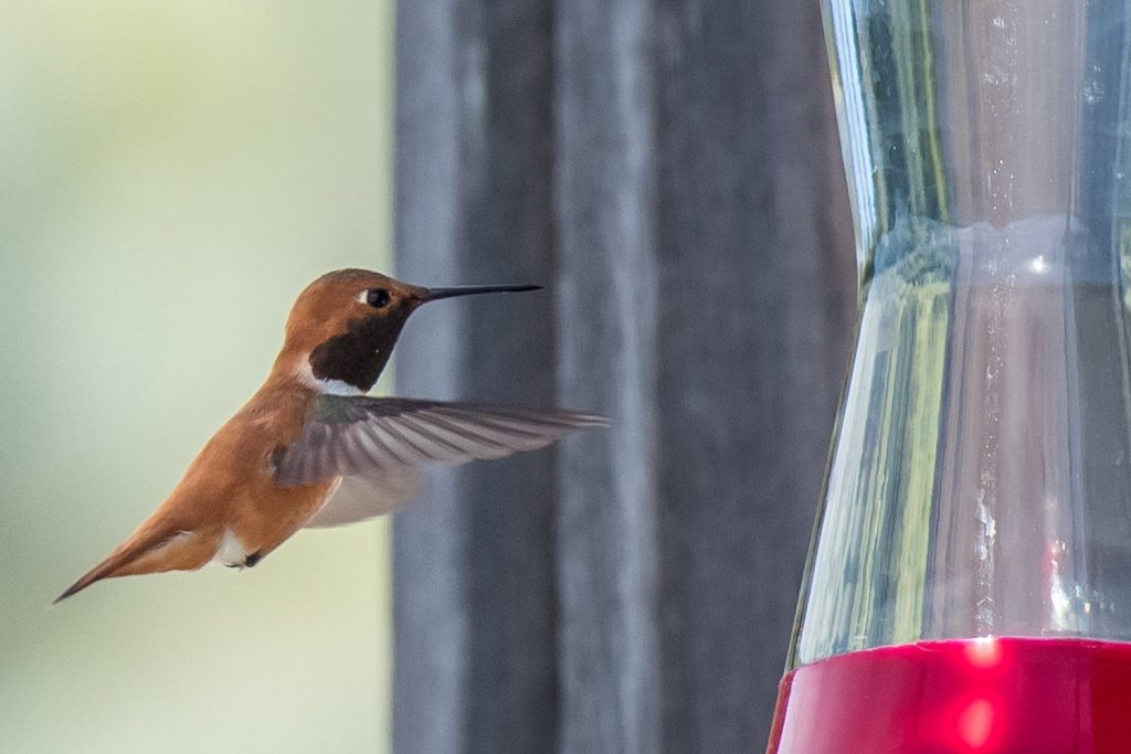 A male rufous hummingbird hovers beside a feeder at the Osoyoos Desert Centre. There were many of these tiny birds around as the centre officially opened for the season on Saturday. They can beat their wings up to 80 times a second, hovering in mid air or even flying backwards. (Richard McGuire photo)