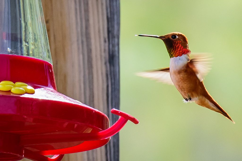 A male rufous hummingbird hovers beside a feeder at the Osoyoos Desert Centre. There were many of these tiny birds around as the centre officially opened for the season on Saturday. They can beat their wings up to 80 times a second, hovering in mid air or even flying backwards. (Richard McGuire photo)