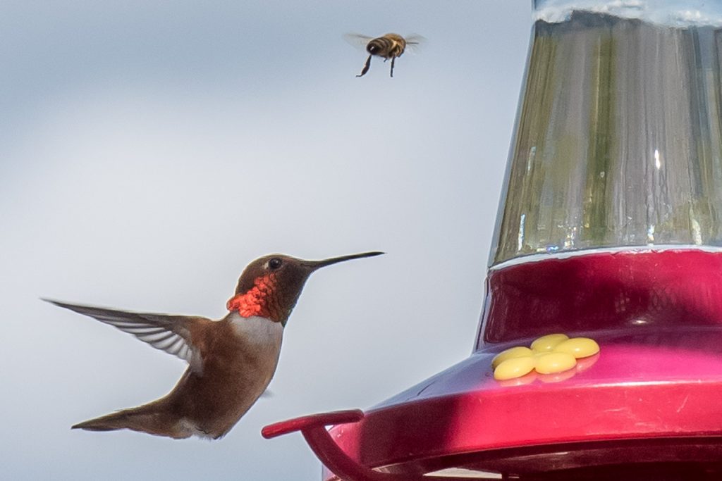 A male rufous hummingbird hovers beside a feeder at the Osoyoos Desert Centre. There were many of these tiny birds around as the centre officially opened for the season on Saturday. They can beat their wings up to 80 times a second, hovering in mid air or even flying backwards. Bees were also attracted to the sweet water in the feeder. (Richard McGuire photo)