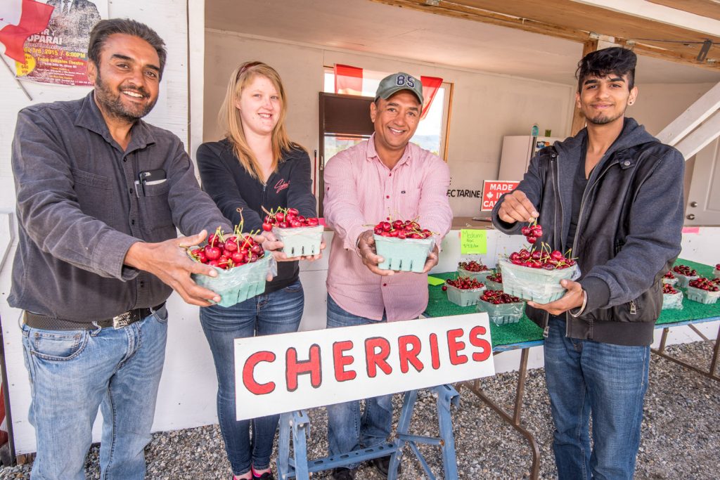 The first local cherries of the year are now on sale in Osoyoos. Rai Produce, just west of Osoyoos on Highway 3, was selling local cherries Friday. They claim these are the very first in Osoyoos, weeks earlier than usual. From left are Sarabjit Rai (owner), Clara McKeachie (employee), Paramjit Rai (owner) and Aman Rai (son of Sarabjit). Sarabjit says this is the earliest he's ever seen cherries in 20 years of business. They usually come around June 10 to 14. These ones are Chelans. Expect more varieties, lower prices and greater quantities very soon. (Richard McGuire photo)