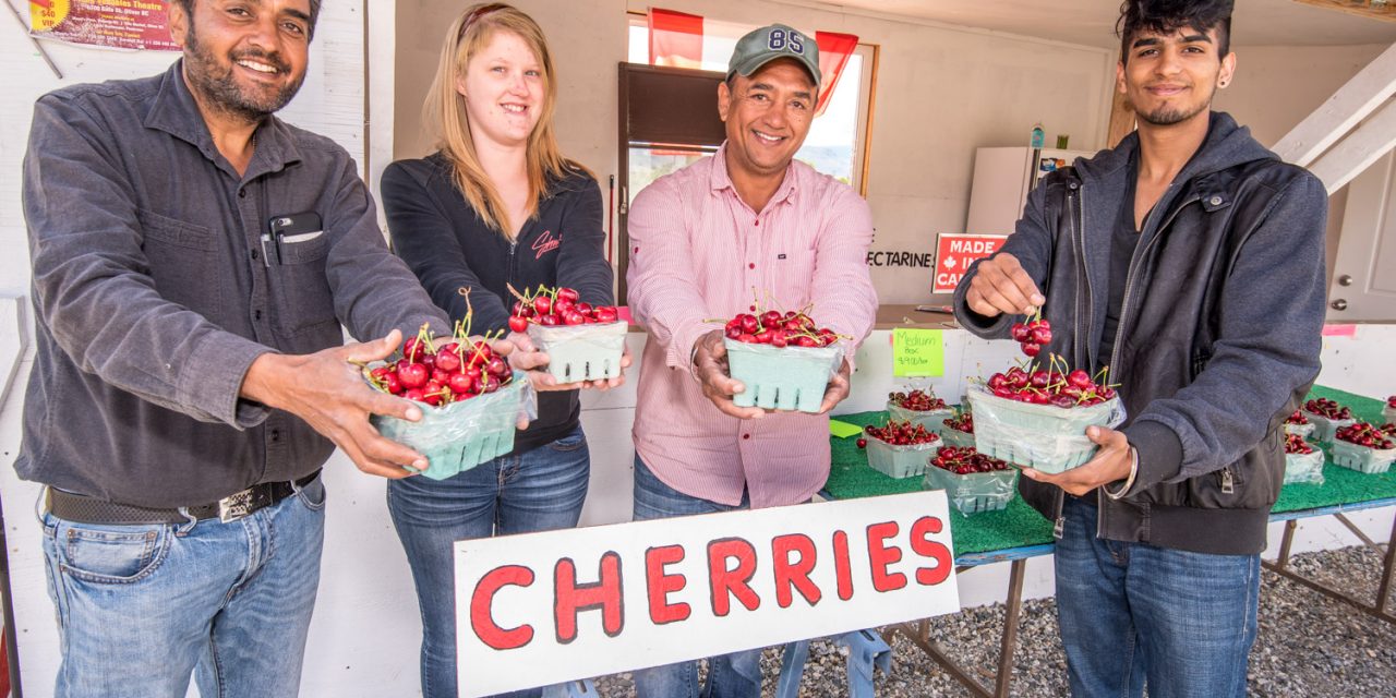 First Osoyoos cherries of the year on sale Friday