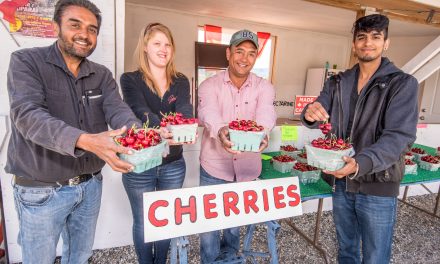 First Osoyoos cherries of the year on sale Friday