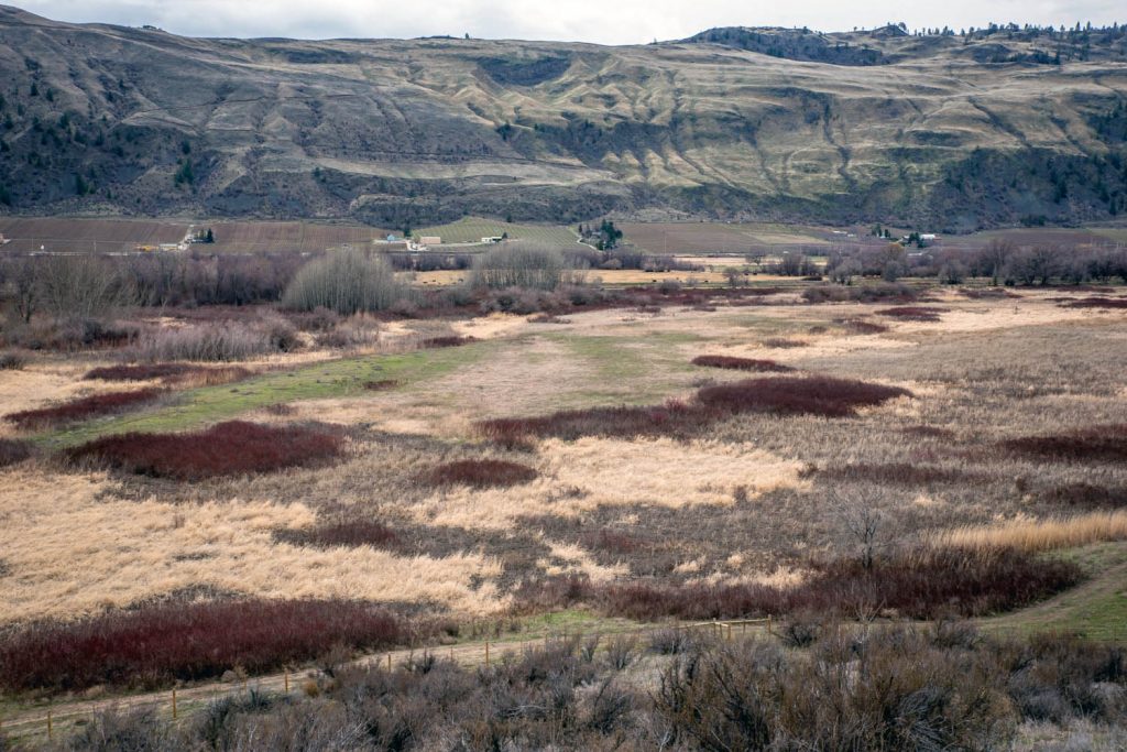 The Nature Conservancy of Canada has acquired 90 acres of wetland north of Road 22 and the Osoyoos Oxbows. In conjunction with Ducks Unlimited Canada, they plan to restore the wetland habitat, which has been farmed for hay until now. (Richard McGuire photo)