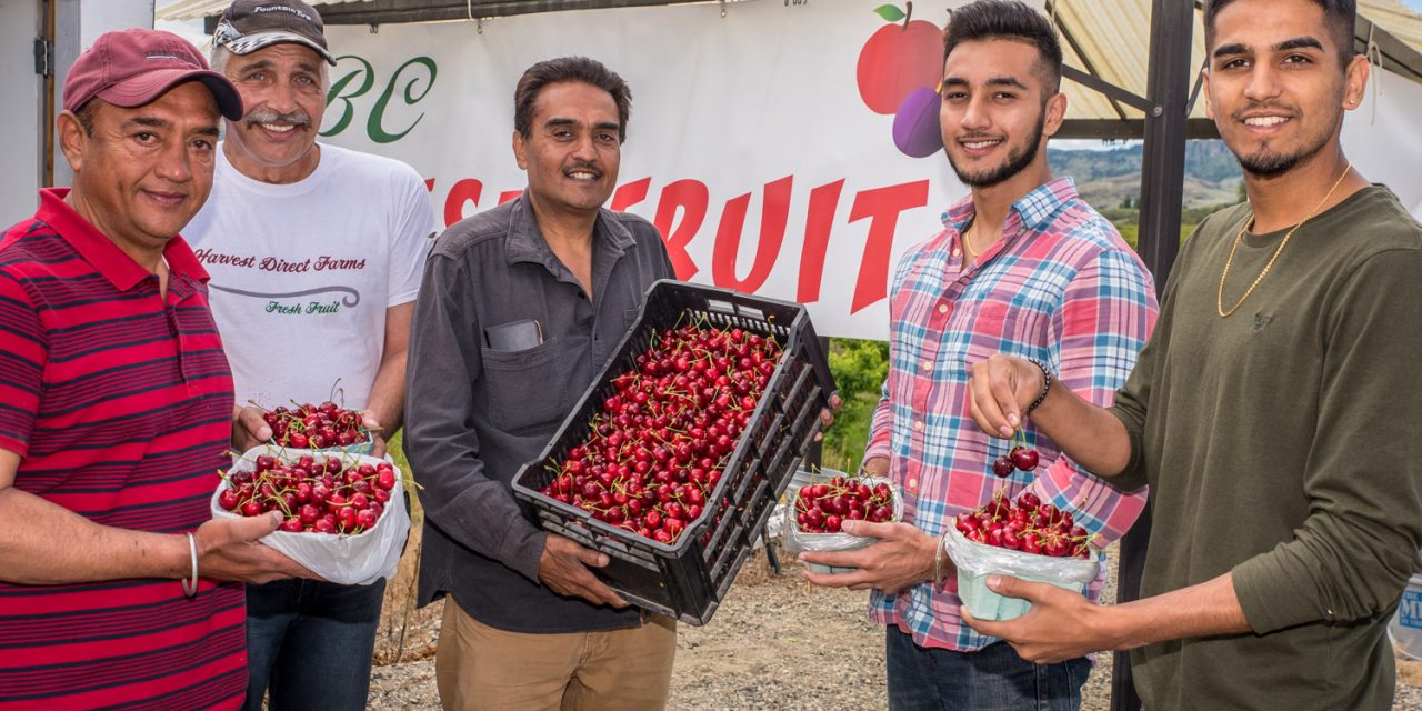 Local cherries are here! – Rai brothers open fruit stand and others will soon follow
