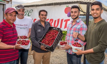 Local cherries are here! – Rai brothers open fruit stand and others will soon follow