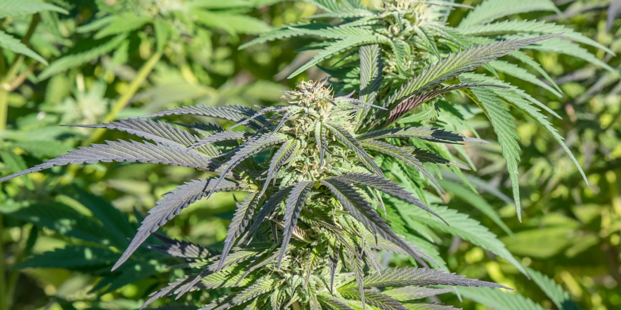 Cannabis cops gather in Oliver