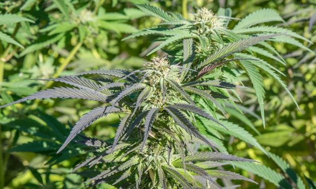 Cannabis cops gather in Oliver