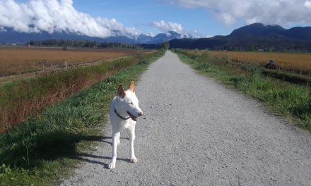 Finding Arctic: Woman enlists Oliver community to bring missing dog home