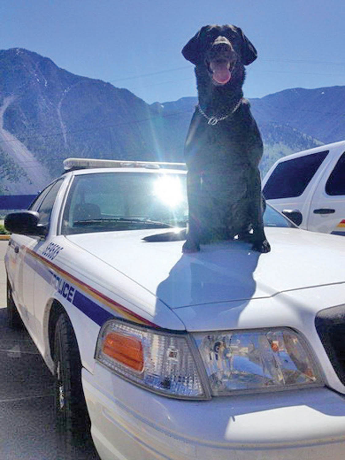 Jet, a police service dog, located marijuana in a driver's speaker during a weekend traffic stop. (Photo supplied)