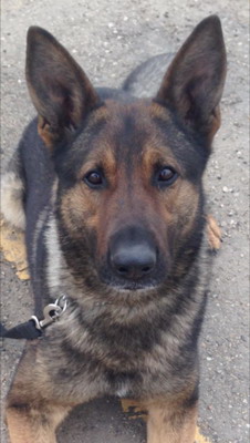 Oliver RCMP help apprehend alleged thief