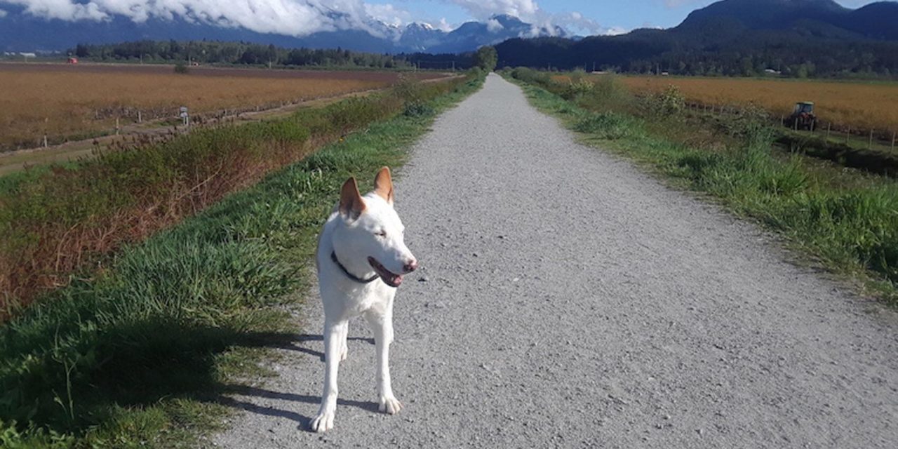 One woman’s search for missing sled dog