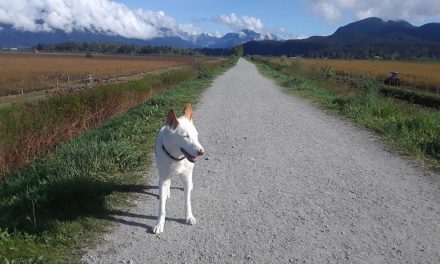 One woman’s search for missing sled dog