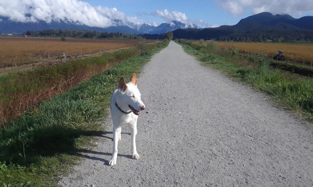 One woman’s search for missing sled dog