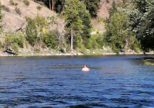 RCMP: Border-hopper apprehended after two hour “float chase” on Kettle River
