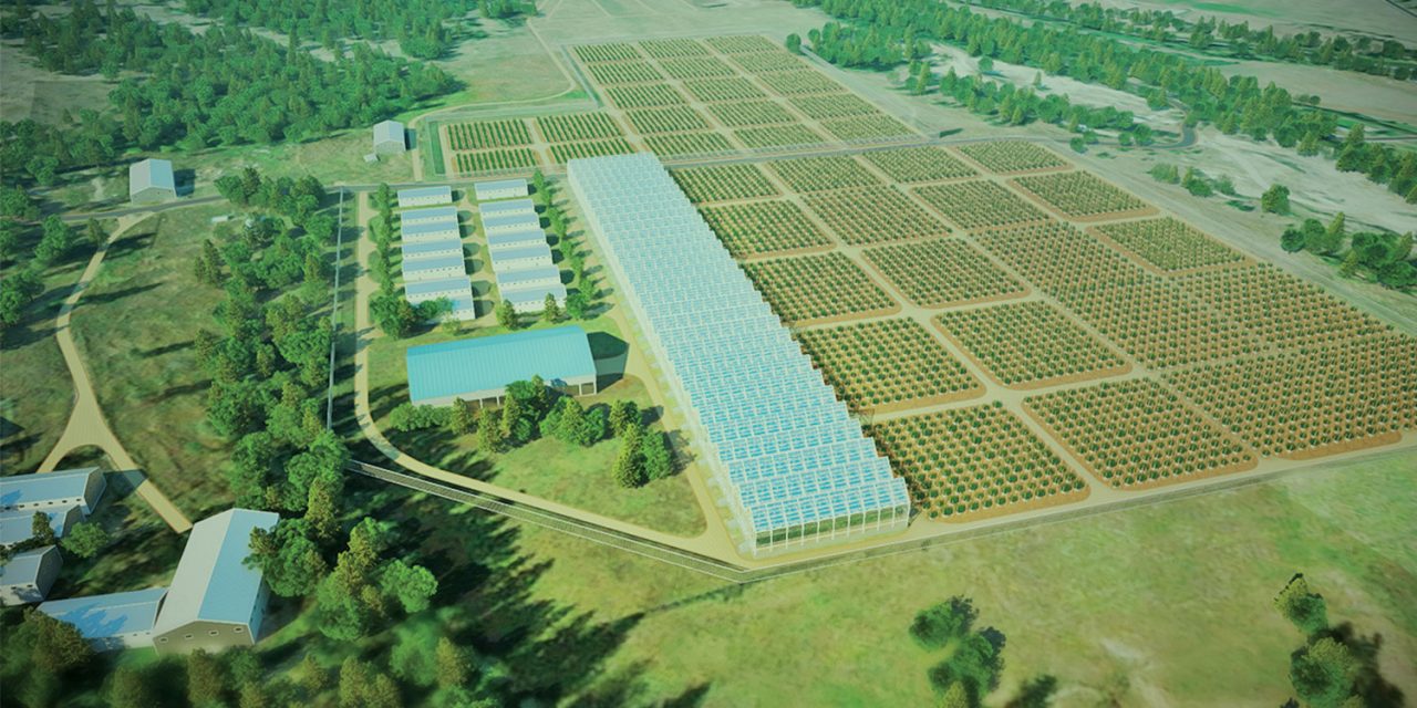 Rock Creek cannabis growers get licence