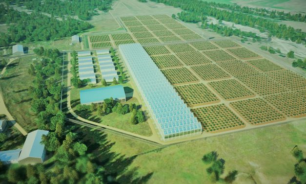 Rock Creek cannabis growers get licence