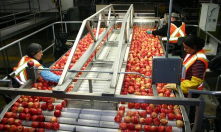 Fewer apples processed