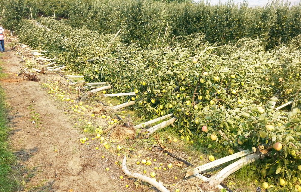 Apple growers suffer damage
