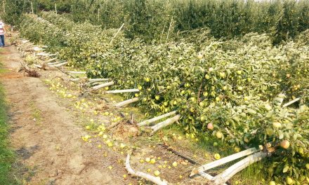 Apple growers suffer damage