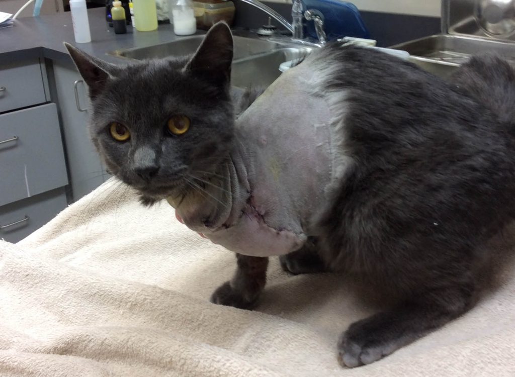 A cat recuperates after surgery. AlleyCats is looking for volunteers to join their organization. (Photo supplied)