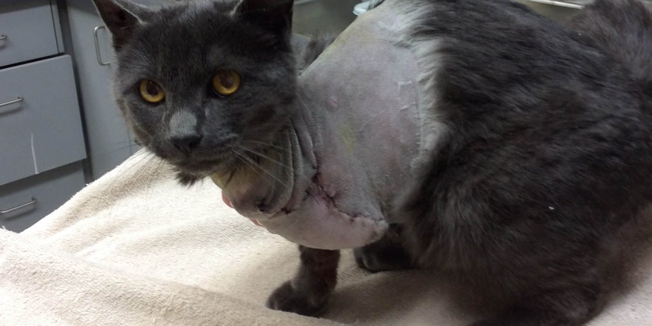 Organization that assists cats and kittens looking for volunteers in Osoyoos to set up spay/neuter clinics