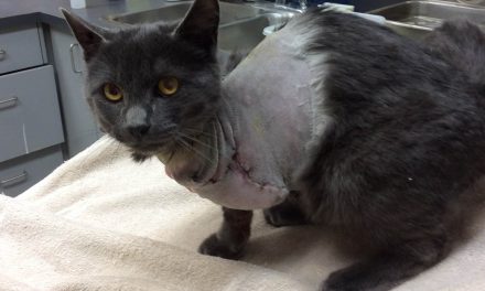 Organization that assists cats and kittens looking for volunteers in Osoyoos to set up spay/neuter clinics