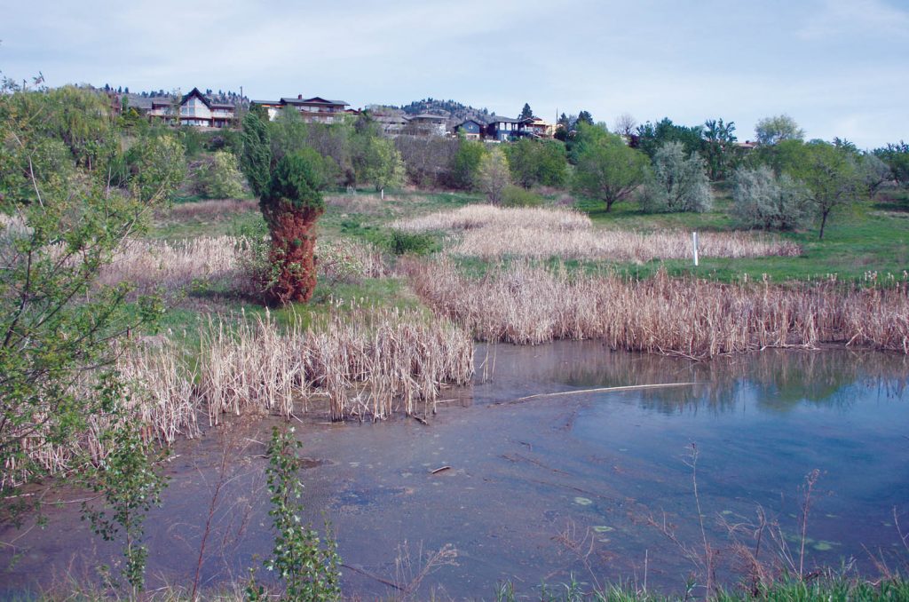 Vancouver developer Chris Morardian made a special presentation to Town of Osoyoos council on Monday detailing his vision to develop a 175-unit housing development across from the Walnut Beach Resort on Lakeshore Drive in Osoyoos. The development would feature townhouses, condos and single-family homes as well as several community amenities, said Morardian. (Keith Lacey photo)