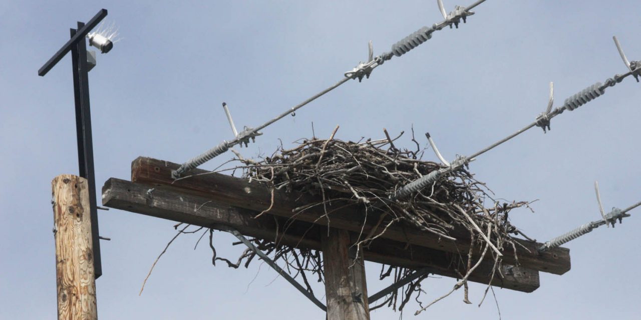 FortisBC provides funding to install camera to broadcast life from Osoyoos osprey nest