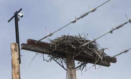 FortisBC provides funding to install camera to broadcast life from Osoyoos osprey nest