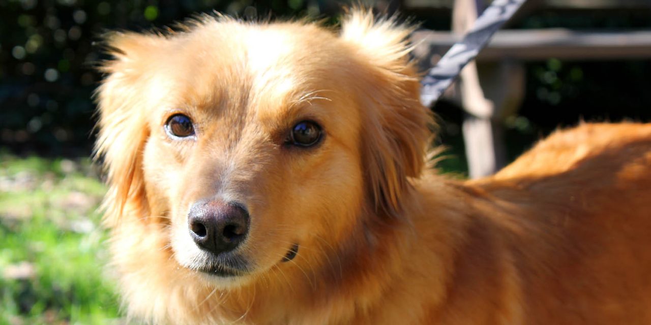 BC SPCA proudly launches its new online emergency fund to help save animal lives