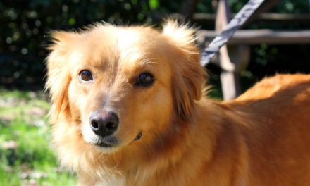 BC SPCA proudly launches its new online emergency fund to help save animal lives
