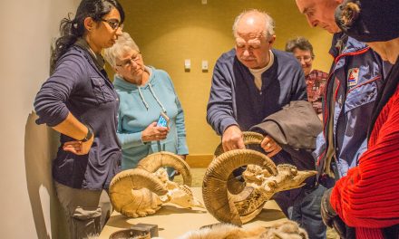 Biologists researching local bighorn sheep infected with parasitic mites