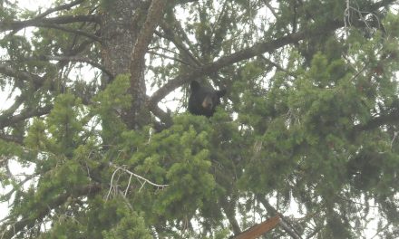 Bear tranquilized on Skagit Avenue