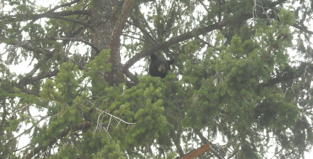 Bear tranquilized on Skagit Avenue