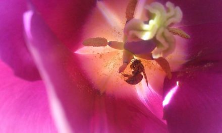 Bee allies renew call for ban of neonicotinoids