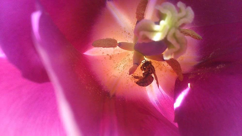 Bee allies renew call for ban of neonicotinoids
