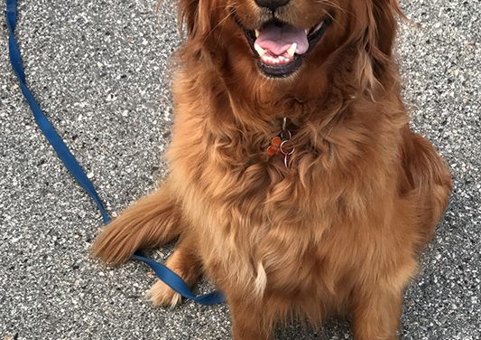 A sad farewell to Bentley