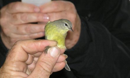 Public invited to Bird Migration Day event