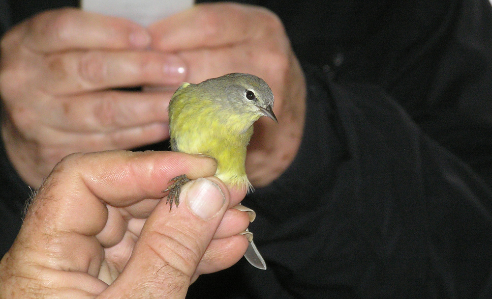 Public invited to Bird Migration Day event