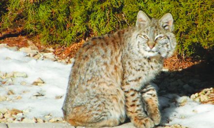 UBC student needs help in bobcat, lynx study