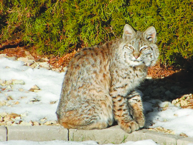 UBC student needs help in bobcat, lynx study