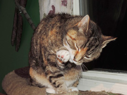 AlleyCATS helping control feral population in Oliver